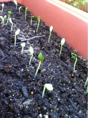 image-20110713140034.png