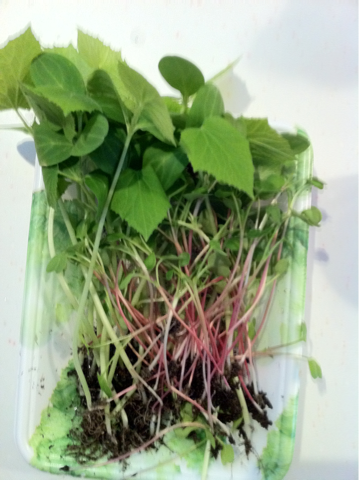 image-20110726231921.png
